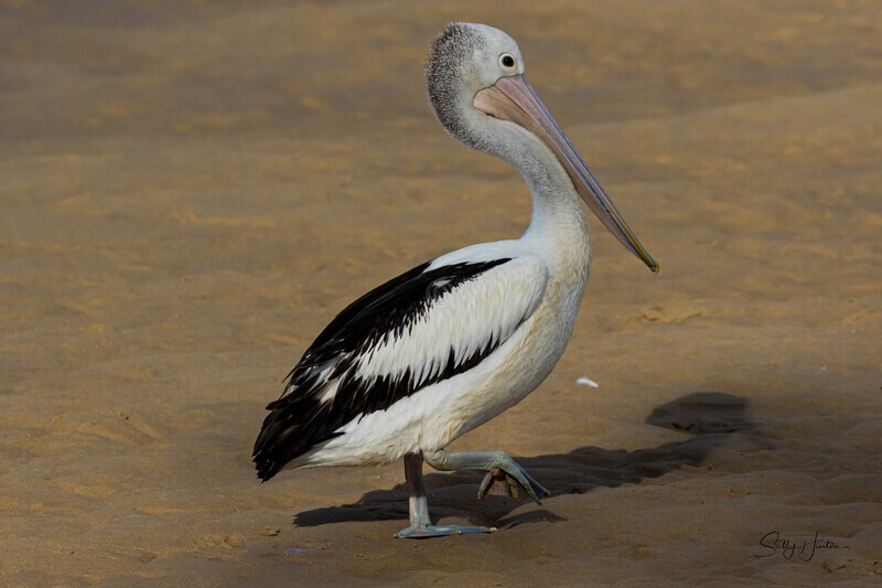 Single Pelican standing 2. 0A3A6335 - Pelicans