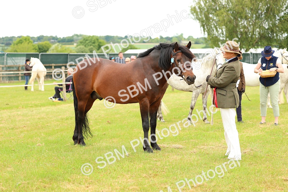 SBM_04239 - Class 64-67 - Shetland Pony In Hand