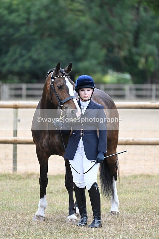 WJ7_9805 - Class 5a Most Handsome Gelding (above 14.2hh)