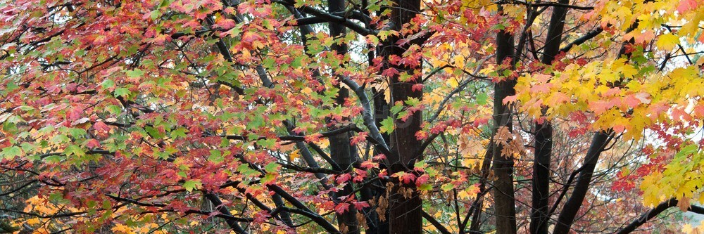_WDB3094-2 - Autumn