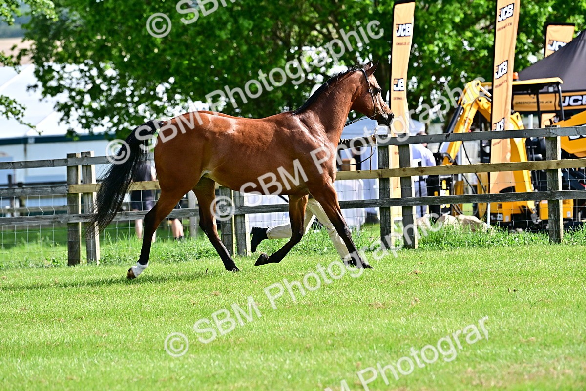SBM_01066 - Class 46-49 - Arab and Part Bed-Anglo Arab In Hand