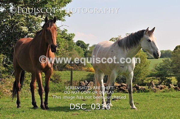 DSC_0316 - ARCHIVE REQUEST - Quincy and Guinness