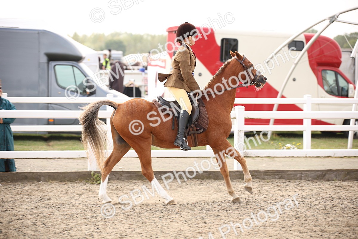 SBM_12646 - Class 405b - M&M Working Veteran 50cm 20+