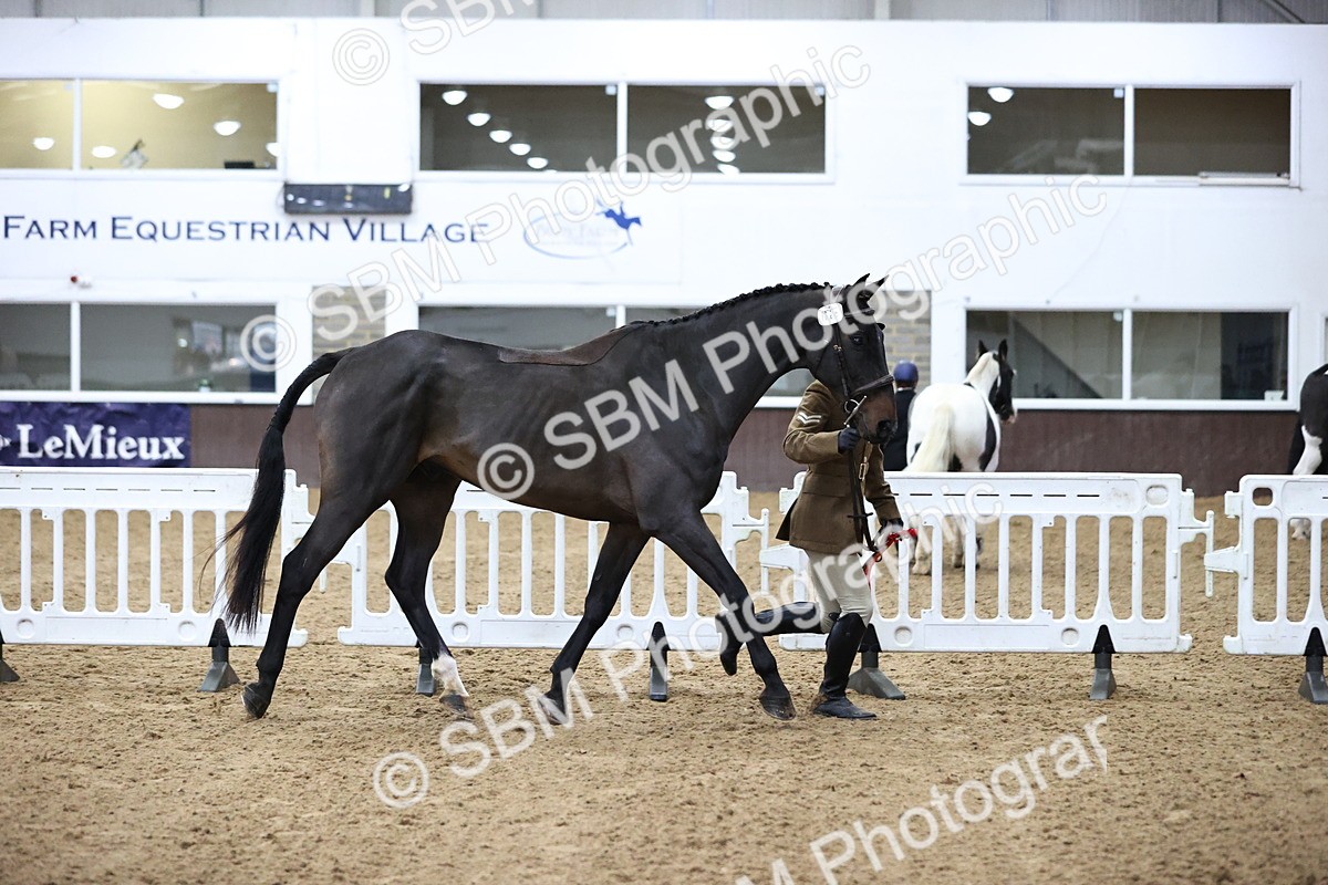 SBM_5234 - Class 39 - In Hand Gelding