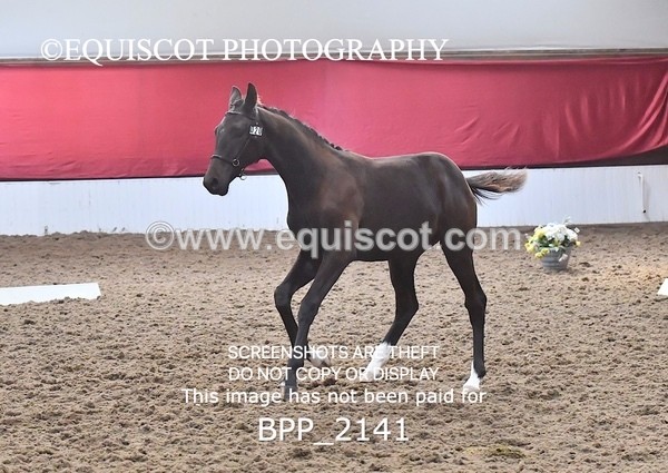 BPP_2141 - AFTERNOON 12.30 - 3.30PM