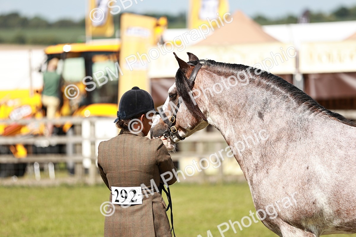 SBM_08871 - Class 63-65 - Traditional Gypsy Cobs In Hand & Ridden