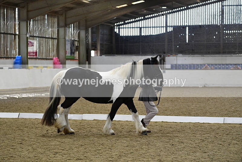 WJ5_4987 - Class 7 In hand coloured / odd coloured