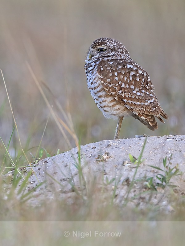 Burrowing Owl on sandy mound, Cape Coral, Florida - Burrowing Owl