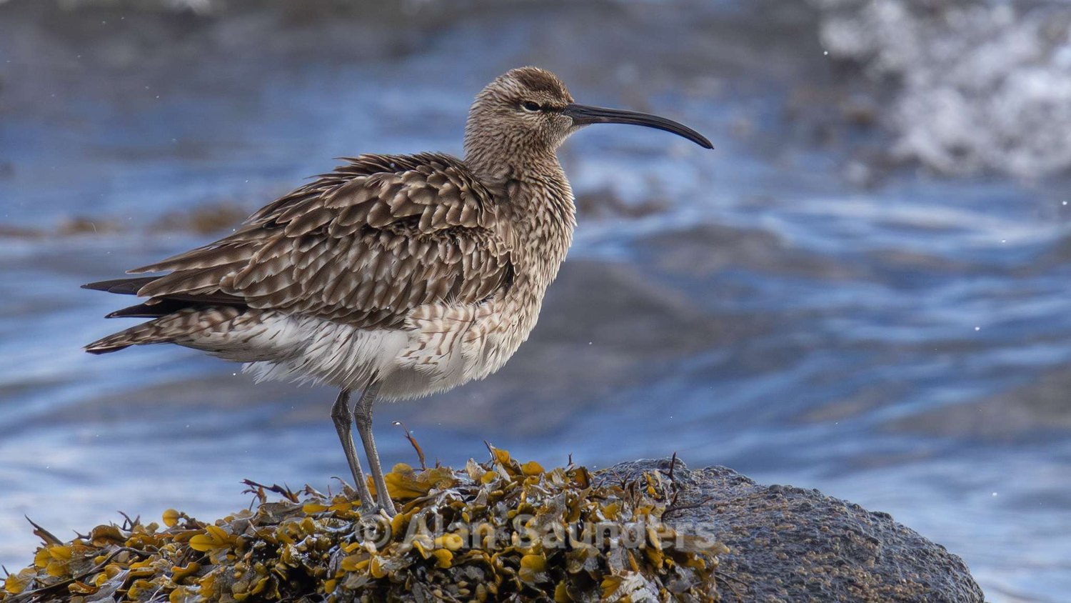 Eurasian Whimbrel 3