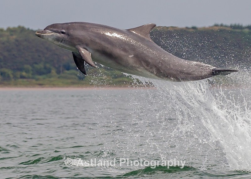 Astland Photography, Bird and Wildlife Images, Susan and Peter Wilson, U.K.