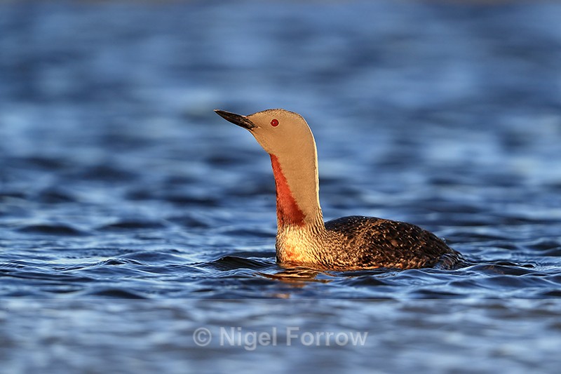 Red-throated Diver, Floi, Iceland - Red-throated Diver
