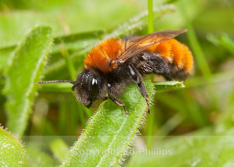 Andrena fulva (f) - Andrena fulva