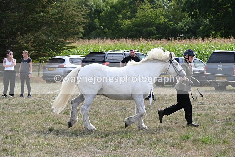WJ6_6621 - Class 20 In-hand Cob