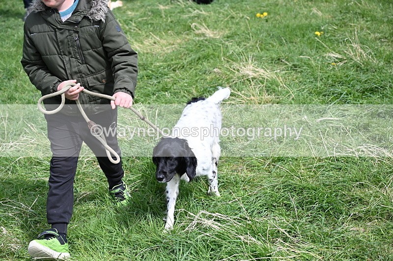 WJ6_9072 - Class 8 Best Working / Gun Dog or Bitch