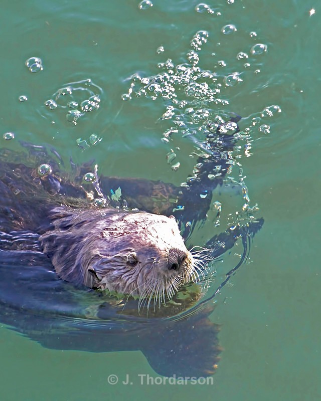  - Sea Otters