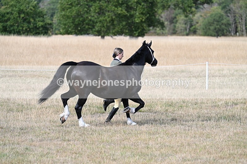 WJ7_8240 - In-hand Championship