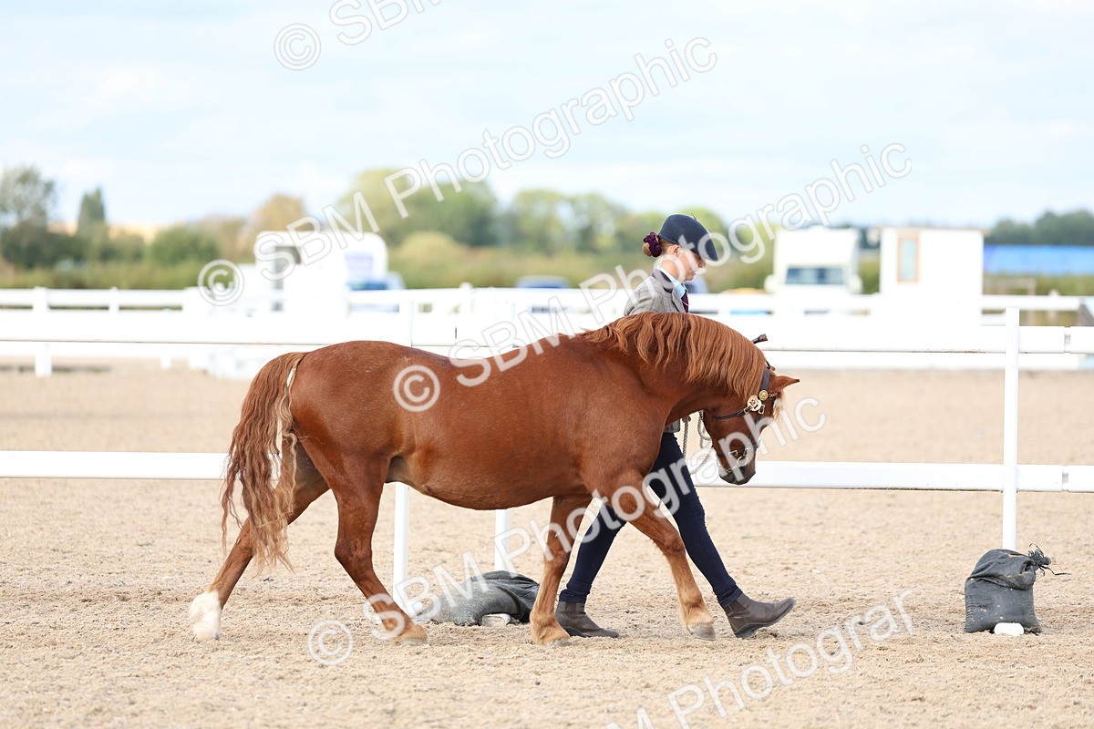 SBM_18685 - Class 317 - IH Pure Bred Horse-Pony