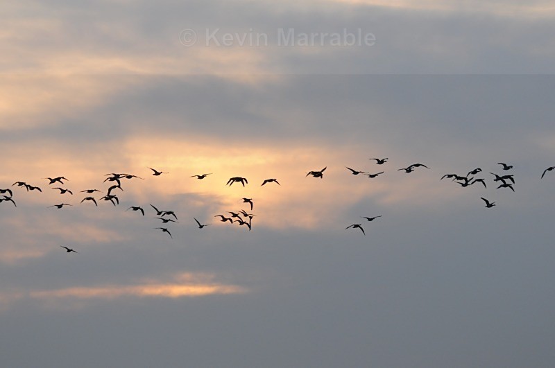  - Birds