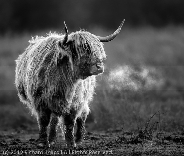 Highland Cattle (Bos Taurus) captive - Highland Cattle (Bos Taurus)