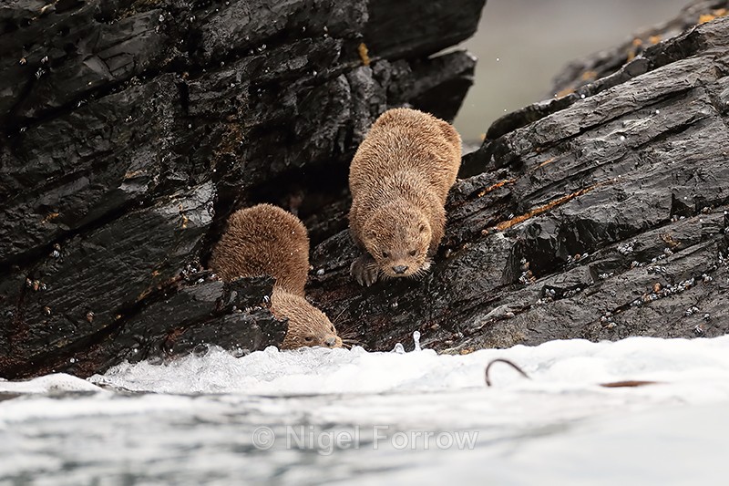 Marine Otters entering sea, Chile - Otter