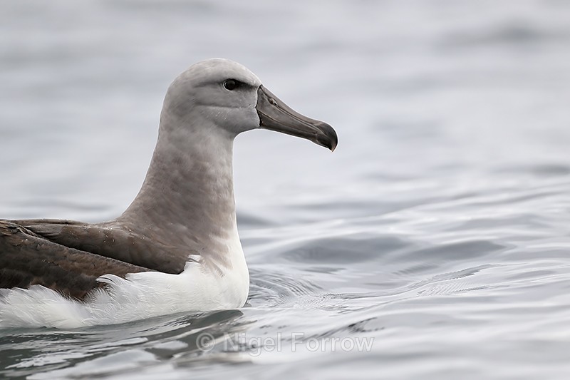 Salvin's Albatross (immature) close view, Pacific Ocean, Chile - Salvin's Albatross