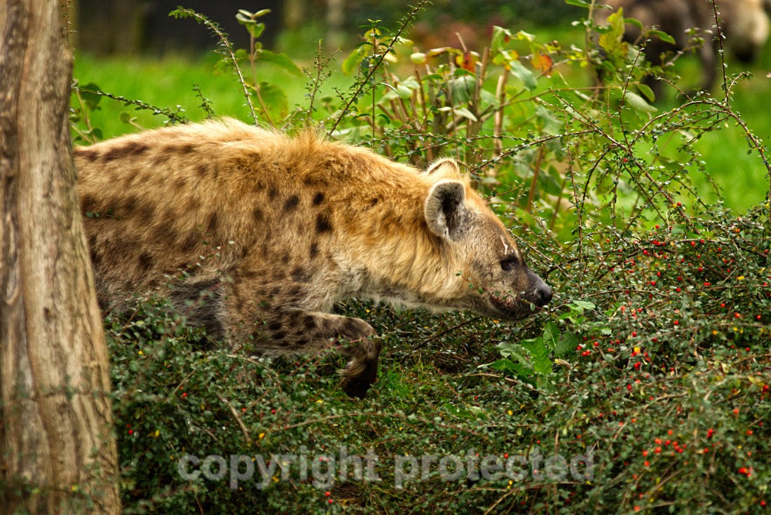 Spotted Hyena - Wildlife Vets International