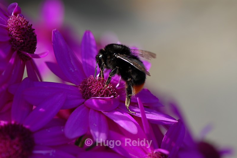  - Macro