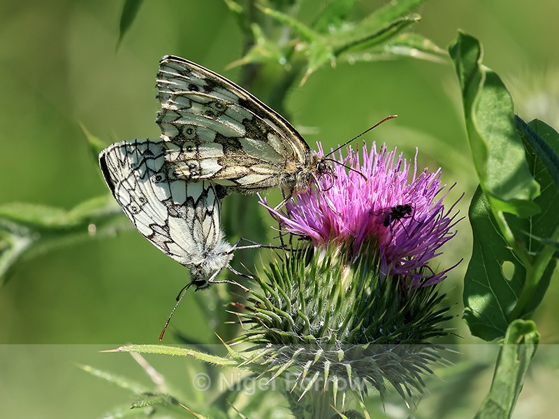 Marbled Whites mating on Spear Thistle, Seacombe Bottom, Dorset - INSECTS