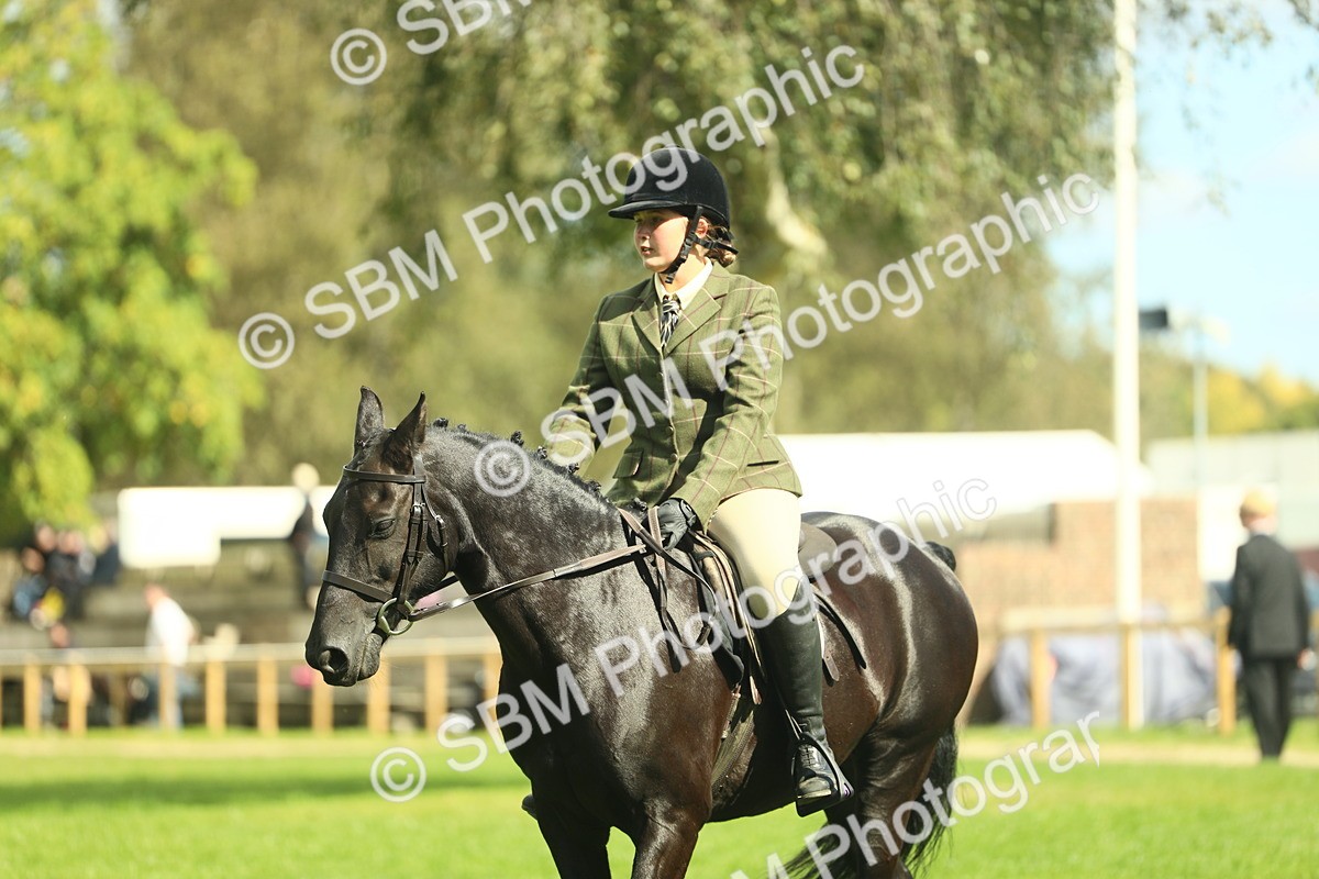 SBM_42083 - S29 - Novice & Newcomers Working Hunter Pony