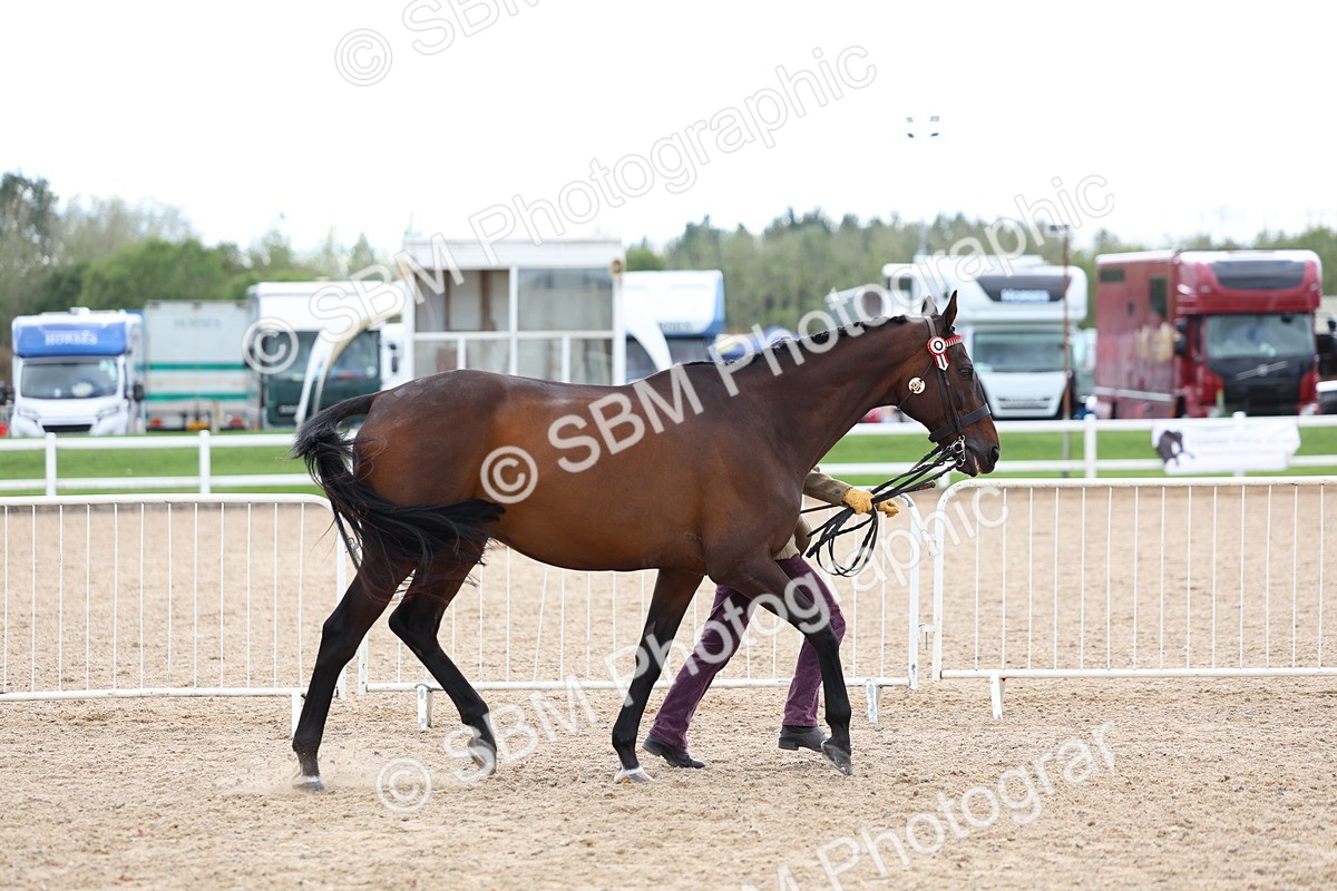 SBM_15262 - Class 313 - IH Retired Racehorse