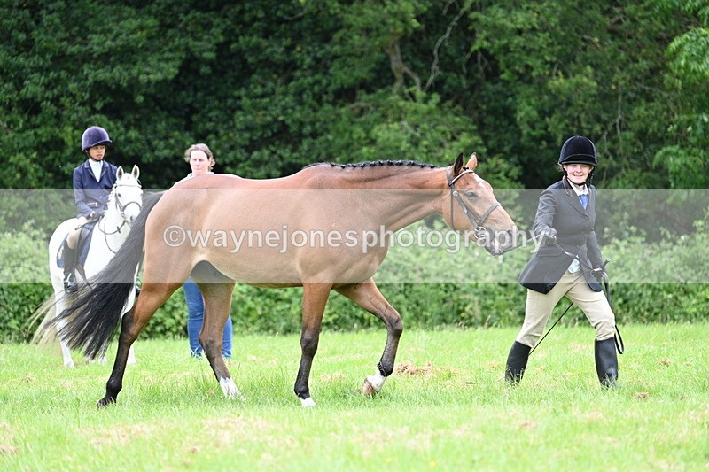 WJ7_4129 - Class 14A Handsome Gelding
