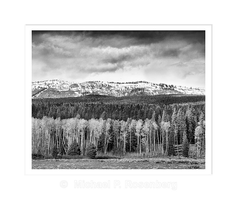 Spring Storm and Aspens, Grand Teton NP - Yellowstone and Grand Tetons