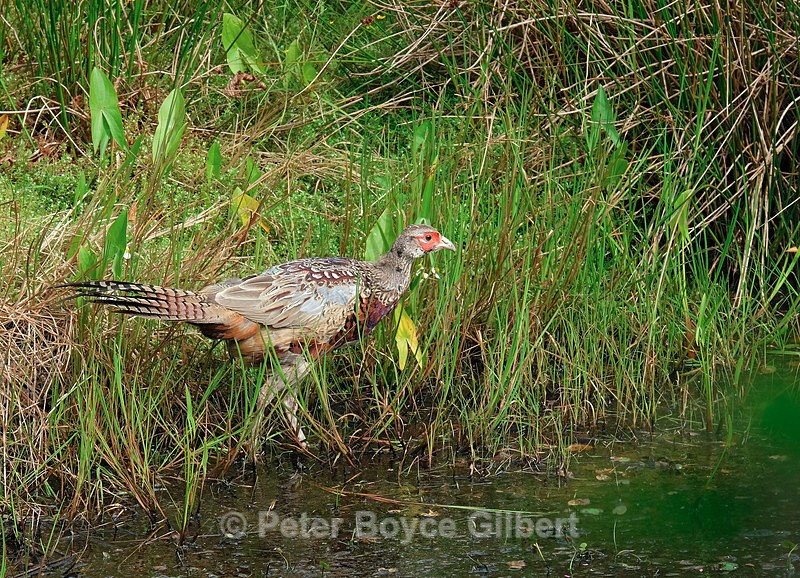 Pheasant3 - Flora & Fauna