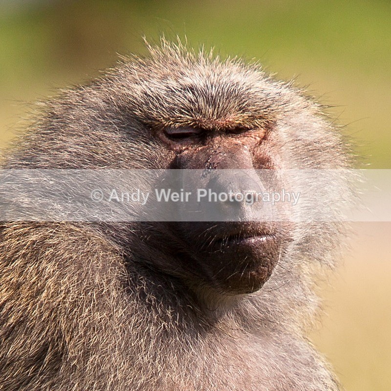 20120903-_MG_9790 - Captive Animals