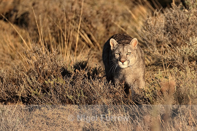 Puma Escacha moves through scrub, Torres del Paine, Chile - Puma