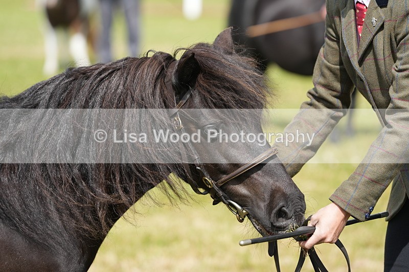 DSC05385 - Class 49: NPS Shetland 4 years and over