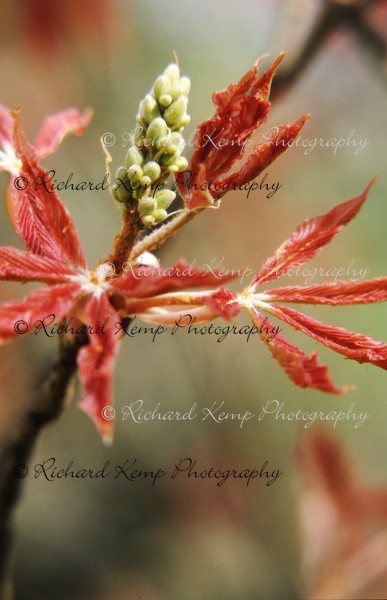 Aesculus x Neglecta 'Erythroblastus' - 3 - Plants