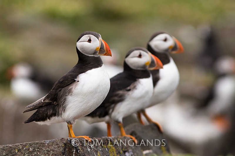 Puffins - Gannets and Puffins