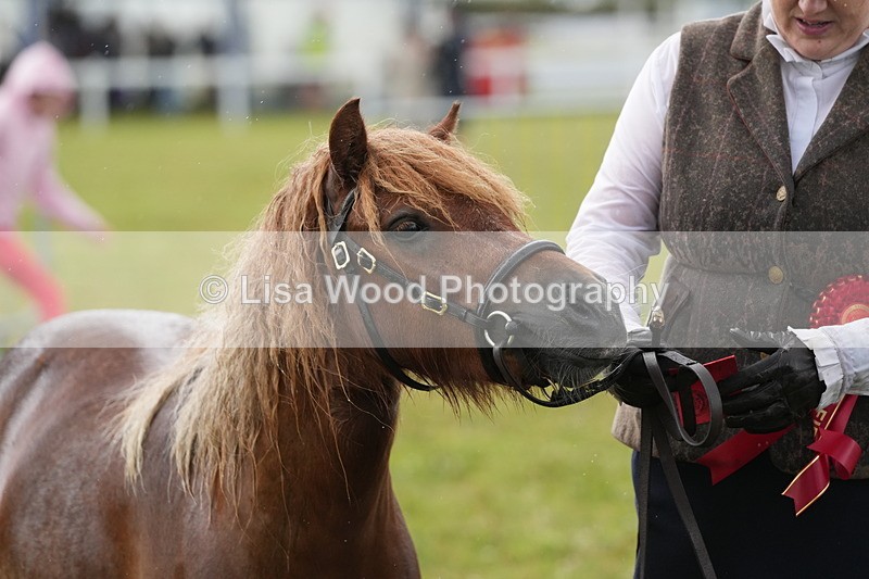 DSC04635 - Class 46: NPS Shetland Youngstock