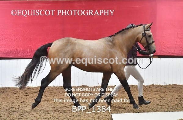 BPP_1384