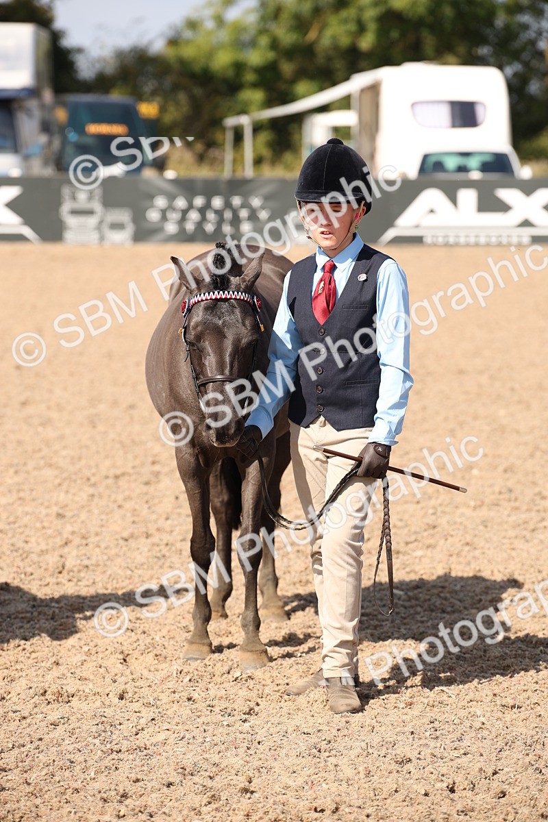 SBM_03062 - Class 17 Prettiest Mare IH or Ridden