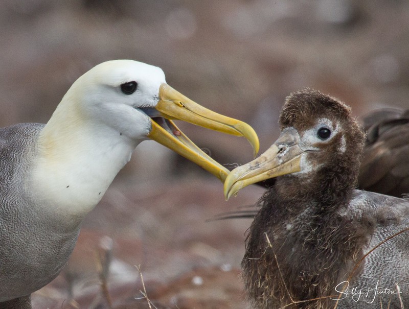 Waved Albatross Feeding Chick 2