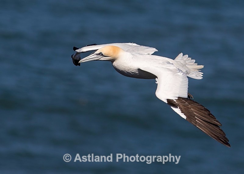 Astland Photography, Bird and Wildlife Images, Susan and Peter Wilson, U.K.