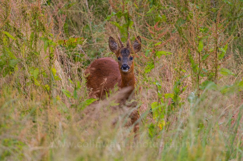 Male Roe Deer in long grass.  ref 7314 - macro and nature.