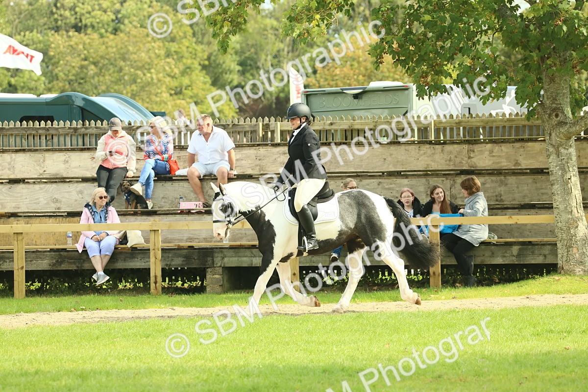 SBM_66591 - S34 - Rehabilitated Rescue Horse & Pony In Hand & Ridden