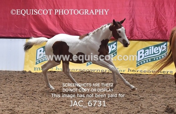 JAC_6731 - 15 Ziggy of Westoak