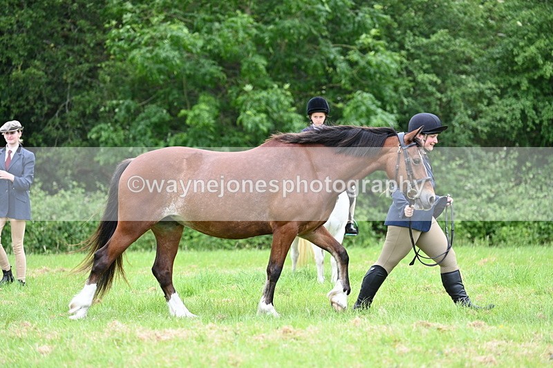 WJ7_4450 - Class 14B Prettiest Mare