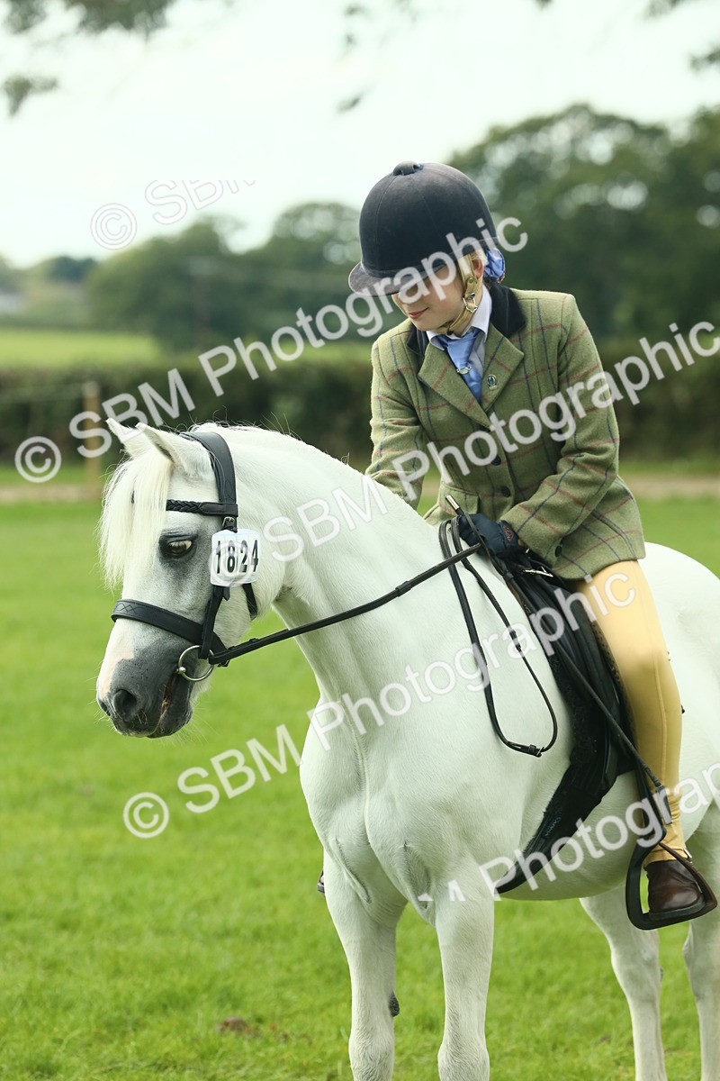 SBM_66469 - S34 - Rehabilitated Rescue Horse & Pony In Hand & Ridden