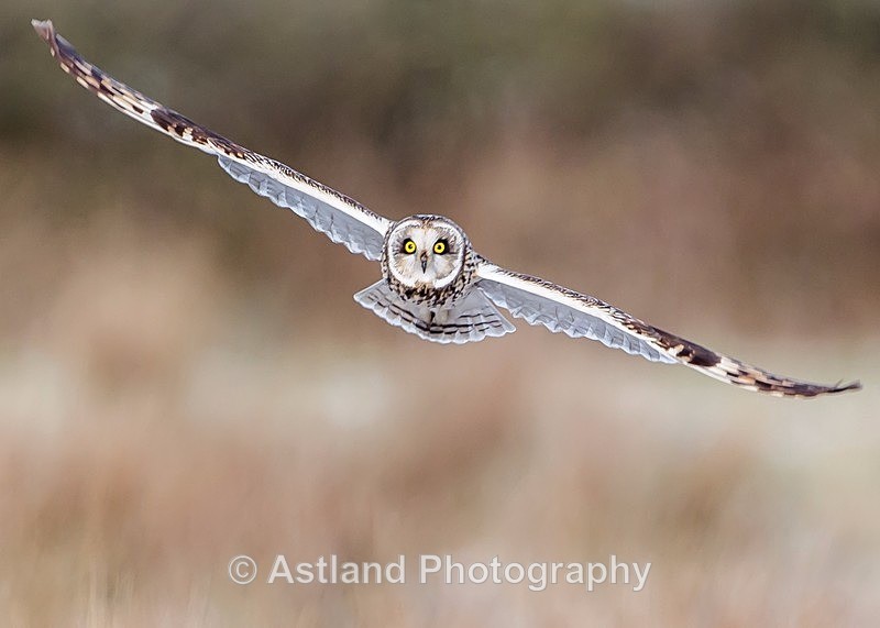 Astland Photography, Bird and Wildlife Images, Susan and Peter Wilson, U.K.