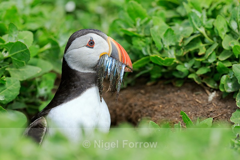 Atlantic Puffin emerges from burrow, Farne Islands - Puffin
